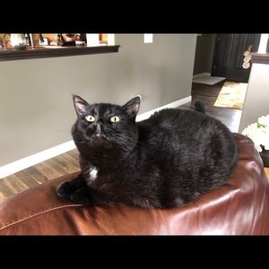 Meet your Posher, Bailey